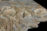 Plate of Fossil Ichthyosaur Vertebrae, Teeth & Ribs - Germany #167806-2